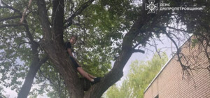 В Днепропетровской области школьник застрял на дереве, спасая котенка