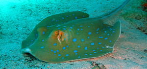 В Одесской области в Черном море заметили опасного морского кота