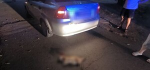 В Одессе водитель насмерть сбил собаку: как его наказали