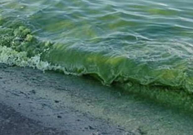 "Цвітіння" моря в Одесі: у воді виявили перевищення норми шкідливих речовин