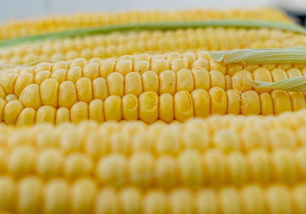 Де на цьому тижні у Києві пройдуть продуктові ярмарки. Адреси