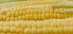 Де на цьому тижні у Києві пройдуть продуктові ярмарки. Адреси