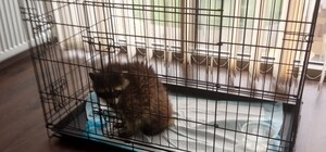 Судьба енота из 