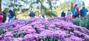 В Харькове состоится ежегодный Бал Хризантем
