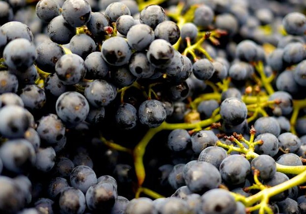 Де на цьому тижні у Києві пройдуть продуктові ярмарки. Адреси