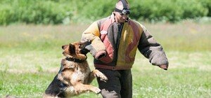 На зарплату в 120 000 гривен: в Харькове ищут кинологов