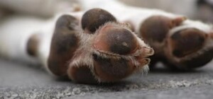 Жителю Дергачей грозит до 8 лет тюрьмы за убийство собственной собаки