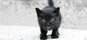 В Харькове выявили бешенство у домашнего котенка — в районе введен карантин