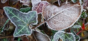 В Харьковскую область идут первые заморозки: синоптики предупреждают об опасных условиях