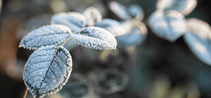 Возможны заморозки: какая погода будет в Харькове на этой неделе