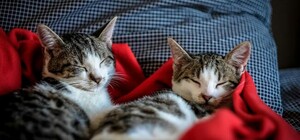 Коты, книги и доброта: в Киеве проведут благотворительную встречу с приютом 