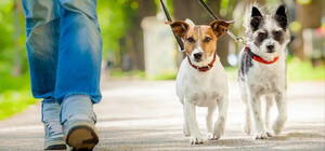 В Одессе за более чем миллион гривен обустроят площадку для выгула собак в сквере возле Балковской