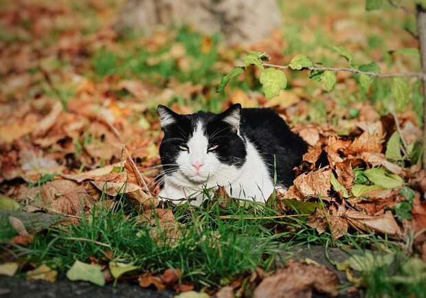 Останні дні осені: яка погода буде в Одесі цими вихідними