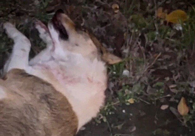 Не збили, а намагалися врятувати: патрульні прокоментували інцидент із загибеллю собаки в Одесі