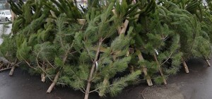 В Харькове заработали елочные базары: цены 