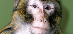 В Киевской области с улиц Гостомеля спасли обезьяну