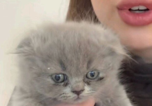 Загибель двох кошенят в одному із закладів Одеси: справу розслідує поліція