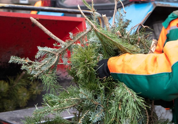 В Одесі відкрили пункти прийому ялинок: адреси