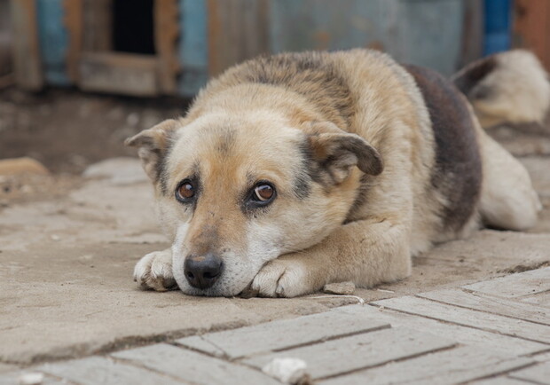 На Одещині підліток скинув собаку зі схилу: реакція поліції