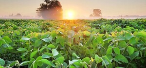 Італія інвестує в поля Одещини: регіон отримає €6 млн на відновлення зрошення