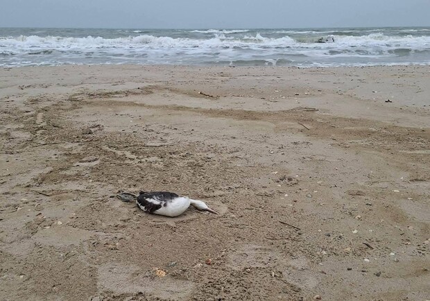 Розлив соняшникової олії після удару по порту Південний нищить Чорне море на Одещині