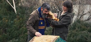 Коли настане весна 2026: харківський бабак Тимко зробив свій прогноз