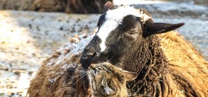 В Одессе выбирают самых романтичных жителей зоопарка: фото участников