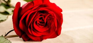 Во сколько обойдется цветочный букет ко Дню влюбленных в Харькове