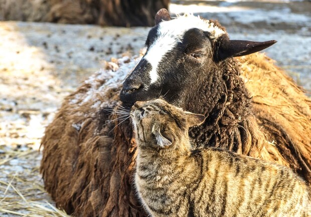 "Пара року" в Одеському зоопарку: кого із тварин визнали найромантичнішими
