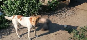 Под Харьковом — снова убийство с расчленением: убийцу 