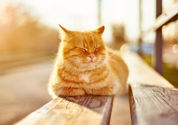 Весна набирає обертів: яка погода буде в Одесі наступного тижня