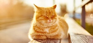 Весна набирает обороты: какая погода будет в Одессе на следующей неделе