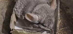 Пограничники в Харьковской области спасли шиншиллу из-под обстрелов