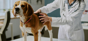 В Україні запрацювали нові правила у ветеринарії: що змінилося для власників тварин, ветлікарів і ринку ліків
