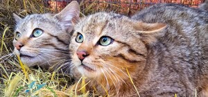 Потеряли мать: в нацпарке в Одесской области поселились лесные котята