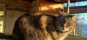 Переменная облачность и дымка: какая погода будет в Одессе на следующей неделе