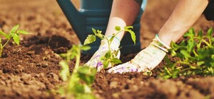 Посівний календар на квітень 2026 року: що робити у саду та на городі