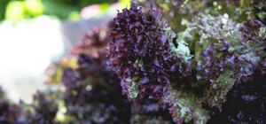 Де на цьому тижні у Києві пройдуть продуктові ярмарки. Адреси