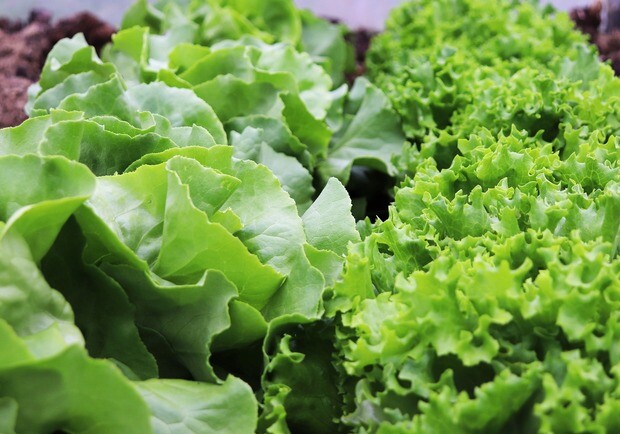 Де цими вихідними у Києві пройдуть продуктові ярмарки. Адреси