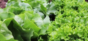 Где в эти выходные в Киеве пройдут продуктовые ярмарки. Адреса