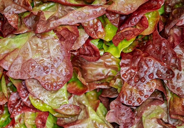Де на цьому тижні у Києві пройдуть продуктові ярмарки. Адреси