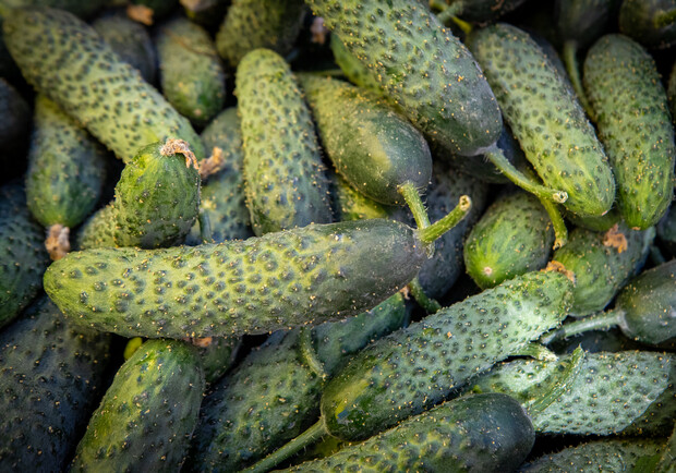 Де на цьому тижні у Києві пройдуть продуктові ярмарки. Адреси
