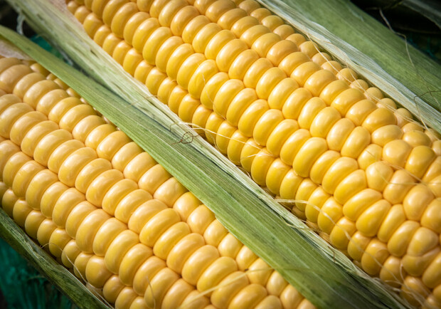 Де на цьому тижні у Києві пройдуть продуктові ярмарки. Адреси