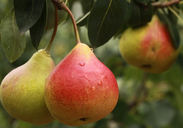 Де на цьому тижні у Києві пройдуть продуктові ярмарки. Адреси