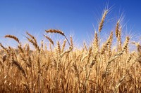 Из-за дождей начало жатвы в области могут перенести. Фото  zoda.gov.ua.