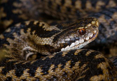 Одесское предприятие обеспечит страну сывороткой от змеиного яда ...