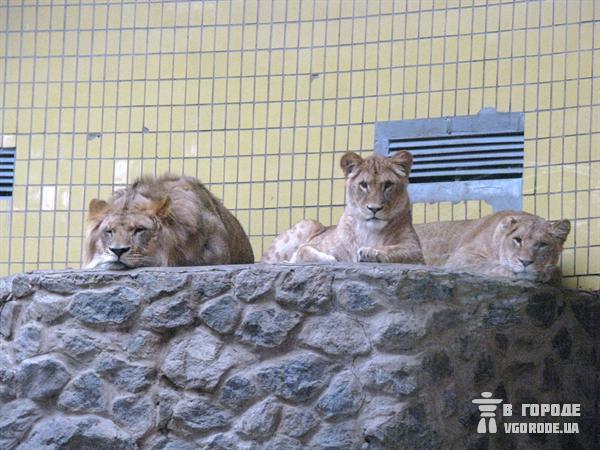 В полку киевских львов скоро ожидается пополнение. Фото Ольги Кромченко.