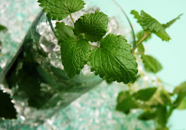 А вы любите качественный мохито? Фото sxc.hu