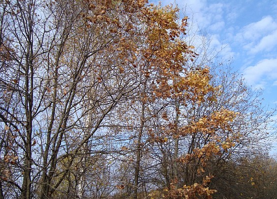 Сегодня в Запорожье будет холодная, но безоблачная погода. Фото sxc.hu