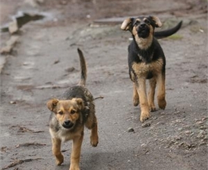 По Киеву бродят голодные собаки. Фото Максима Люкова